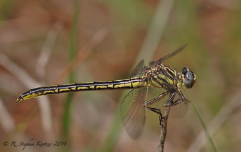 Phanogomphus hodgesi, female